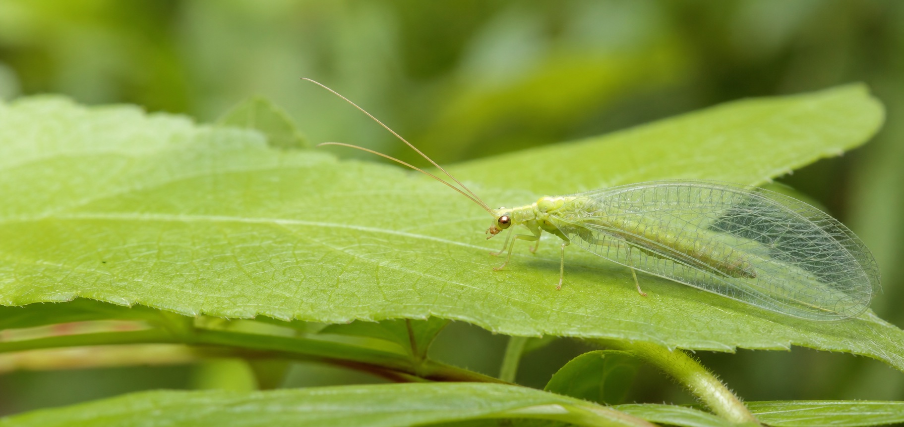 A green lacewing on a leaf, showing its transparent veined wings and antennae